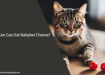 Can Cats Eat Babybel Cheese