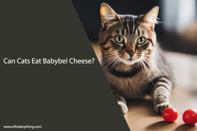 Can Cats Eat Babybel Cheese