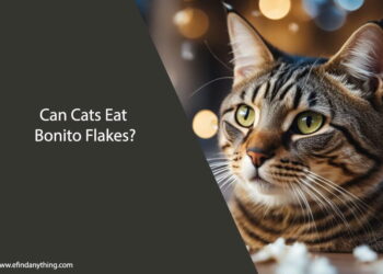 Can Cats Eat Bonito Flakes