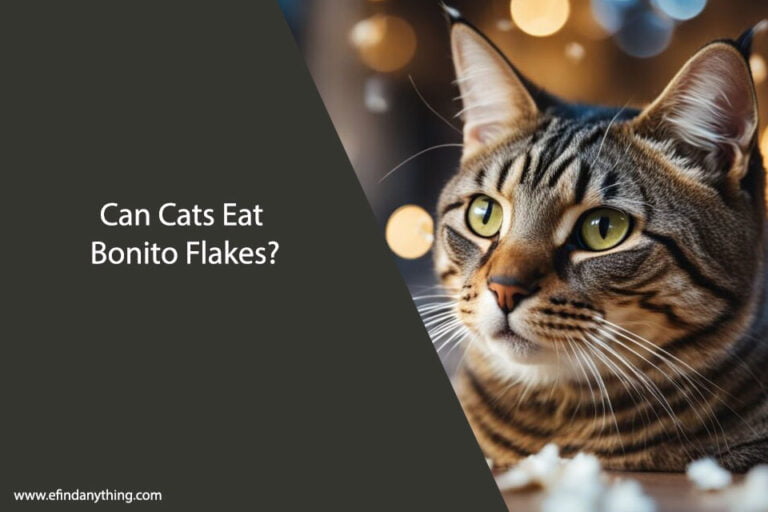 Can Cats Eat Bonito Flakes