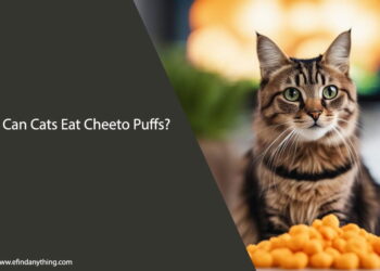 Can Cats Eat Cheeto Puffs