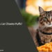 Can Cats Eat Cheeto Puffs