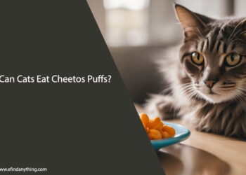 Can Cats Eat Cheetos Puffs