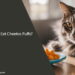 Can Cats Eat Cheetos Puffs