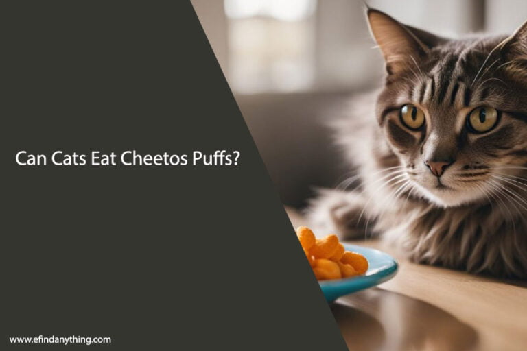 Can Cats Eat Cheetos Puffs