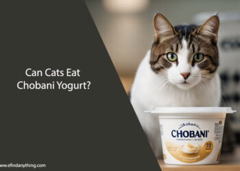 Can Cats Eat Chobani Yogurt
