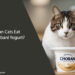 Can Cats Eat Chobani Yogurt