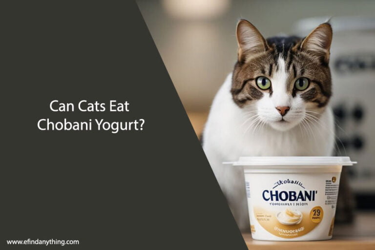 Can Cats Eat Chobani Yogurt
