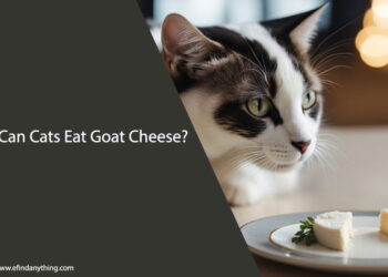Can Cats Eat Goat Cheese