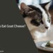 Can Cats Eat Goat Cheese