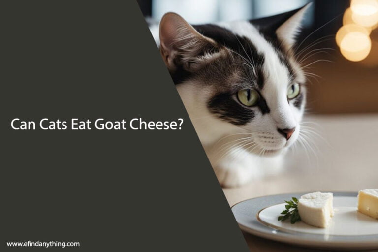 Can Cats Eat Goat Cheese