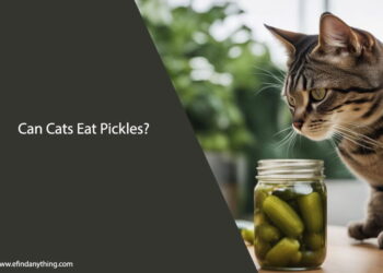 Can Cats Eat Pickles