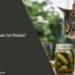 Can Cats Eat Pickles
