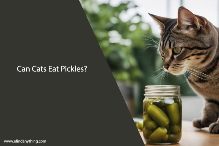 Can Cats Eat Pickles