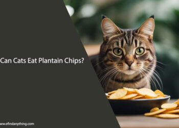 Can Cats Eat Plantain Chips