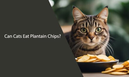 Can Cats Eat Plantain Chips?