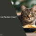 Can Cats Eat Plantain Chips