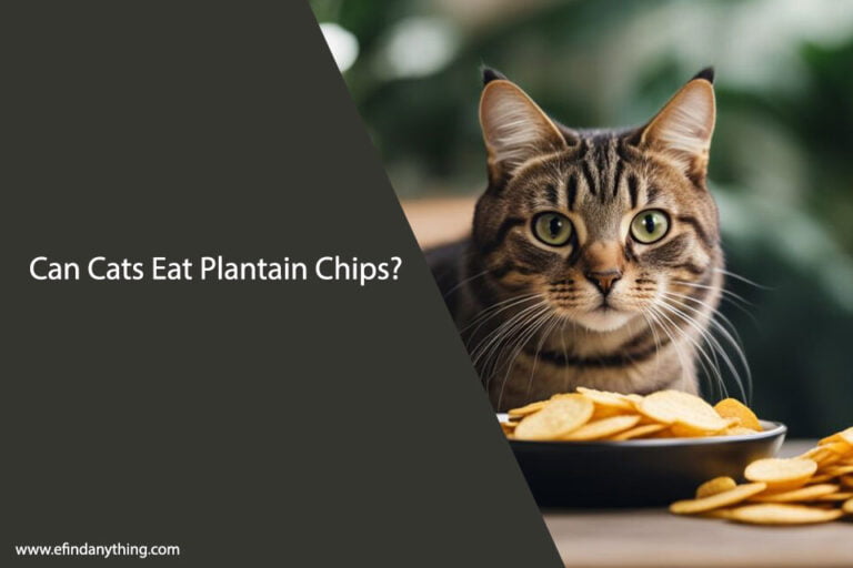 Can Cats Eat Plantain Chips