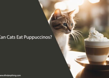 Can Cats Eat Puppuccinos