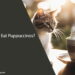 Can Cats Eat Puppuccinos