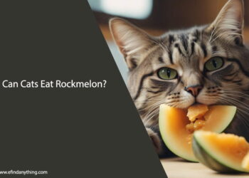 Can Cats Eat Rockmelon