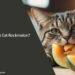 Can Cats Eat Rockmelon