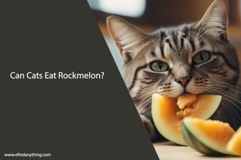 Can Cats Eat Rockmelon