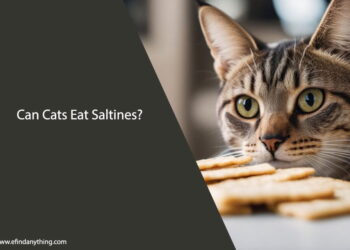 Can Cats Eat Saltines