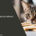 Can Cats Eat Saltines