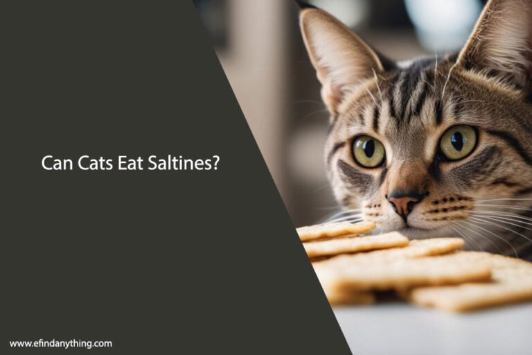 Can Cats Eat Saltines