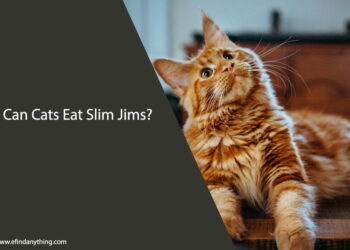 Can Cats Eat Slim Jims