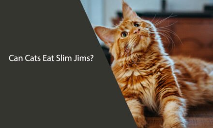 Can Cats Eat Slim Jims? A Comprehensive Guide