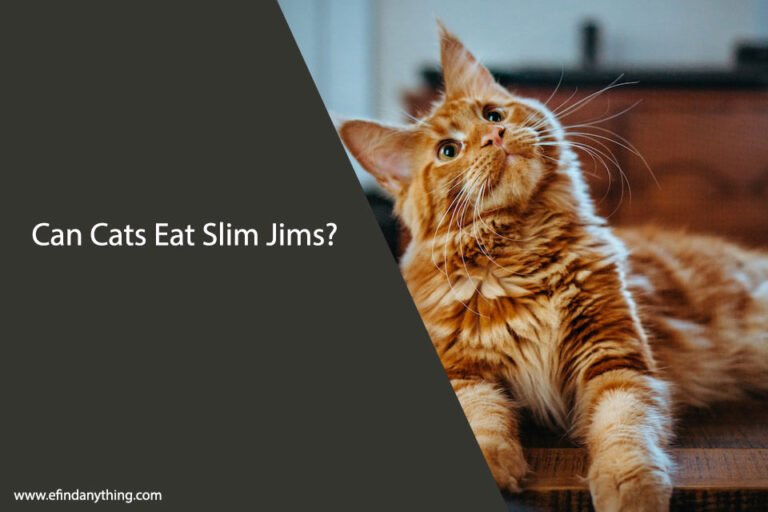 Can Cats Eat Slim Jims