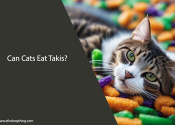 Can Cats Eat Takis