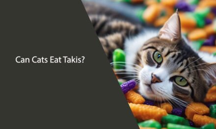 Can Cats Eat Takis? A Comprehensive Guide
