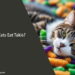 Can Cats Eat Takis