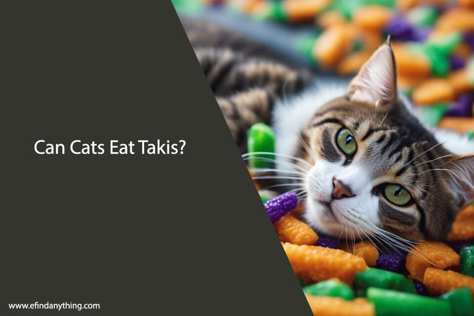 Can Cats Eat Takis
