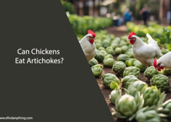 Can Chickens Eat Artichokes