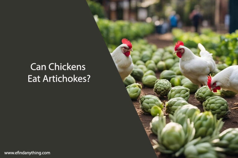 Can Chickens Eat Artichokes