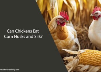 Can Chickens Eat Corn Husks and Silk