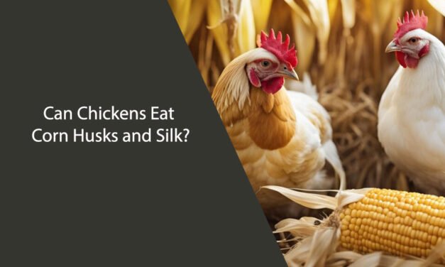 Can Chickens Eat Corn Husks and Silk?