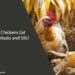 Can Chickens Eat Corn Husks and Silk