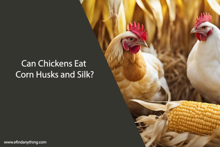Can Chickens Eat Corn Husks and Silk
