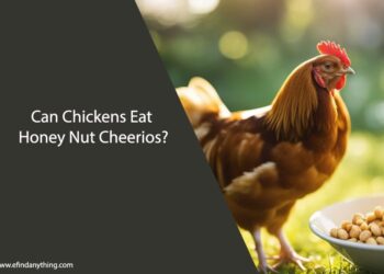 Can Chickens Eat Honey Nut Cheerios
