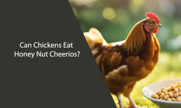 Can Chickens Eat Honey Nut Cheerios?