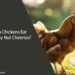 Can Chickens Eat Honey Nut Cheerios
