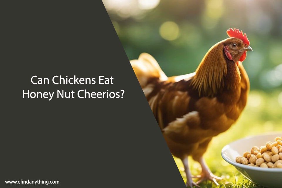 Can Chickens Eat Honey Nut Cheerios