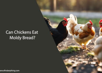 Can Chickens Eat Moldy Bread