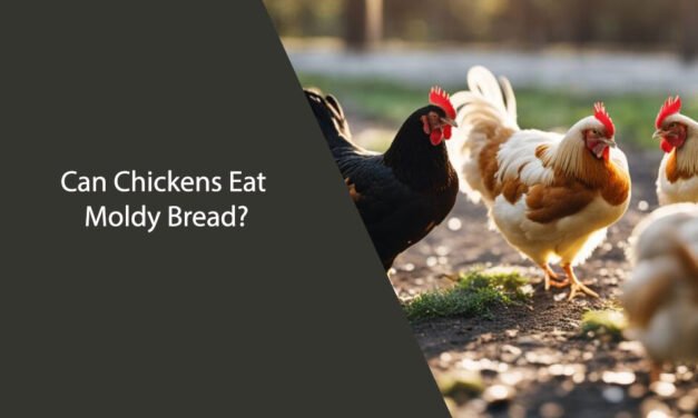 Can Chickens Eat Moldy Bread?