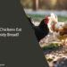 Can Chickens Eat Moldy Bread